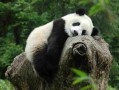 野生大熊猫倒立撒尿是在哪里被发现的呢?野生大熊猫为何会倒立撒尿呢?